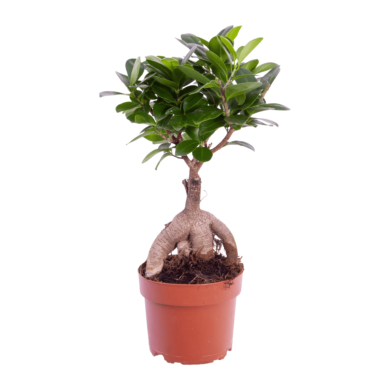 GARDENLINE Ficus Ginseng/Pachira günstig bei ALDI Nord