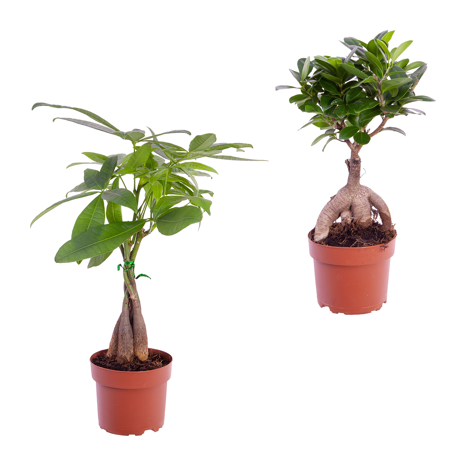 GARDENLINE Ficus Ginseng/Pachira günstig bei ALDI Nord | Billiger Montag