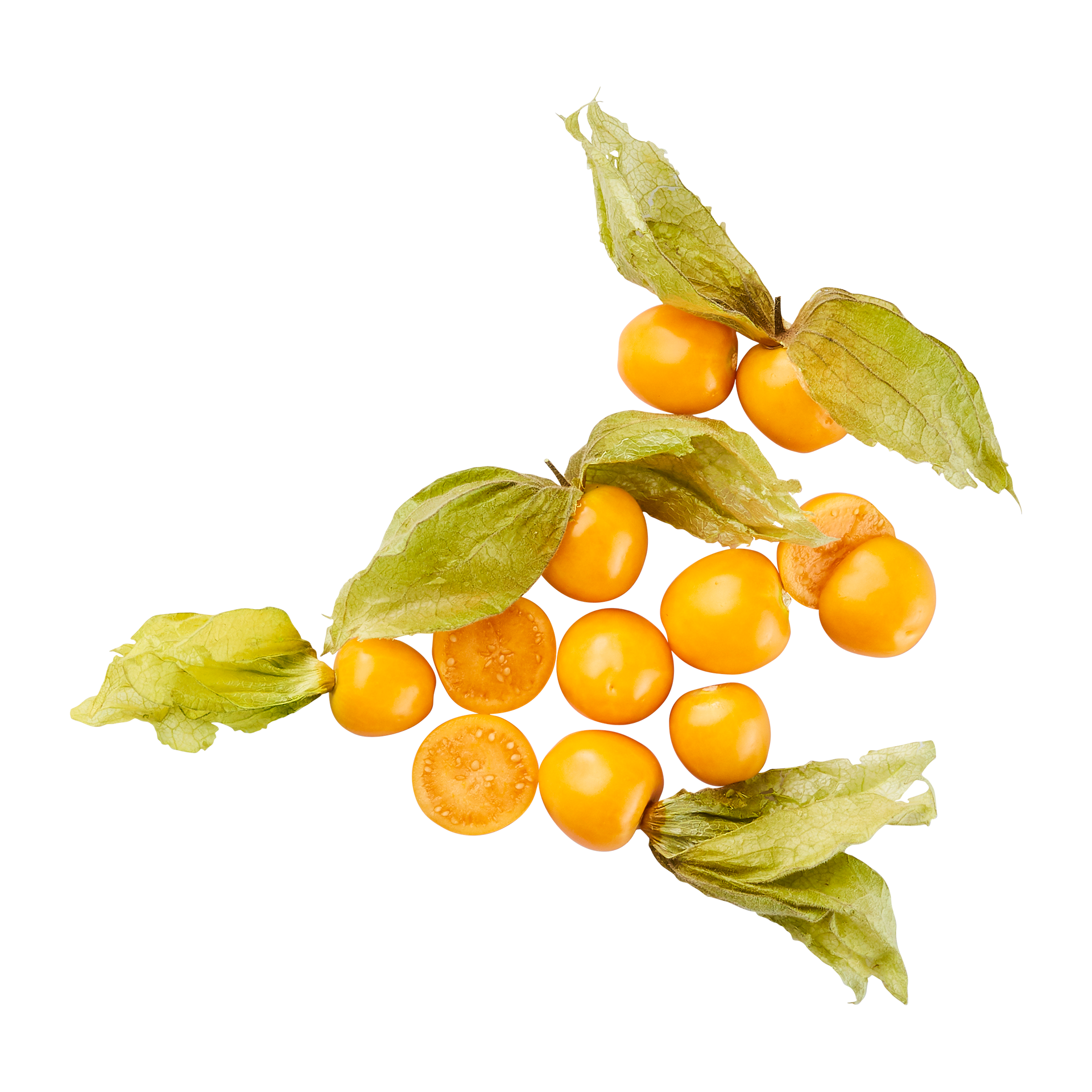 Physalis