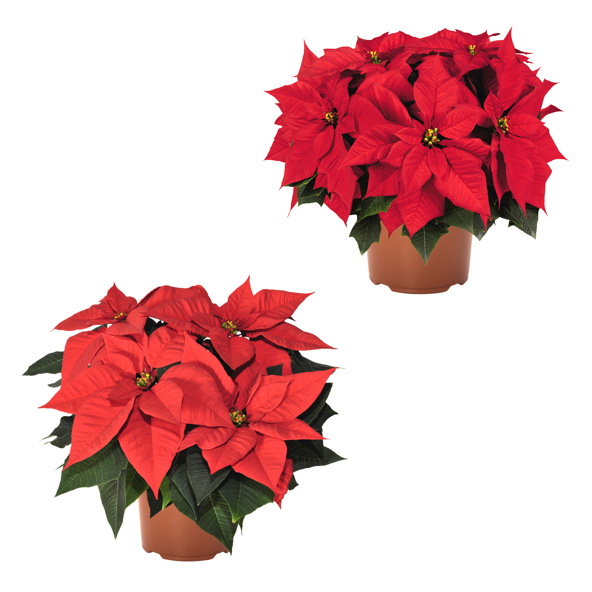 GARDENLINE Weihnachtsstern