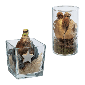 Weihnachtliche Amaryllis im Glas