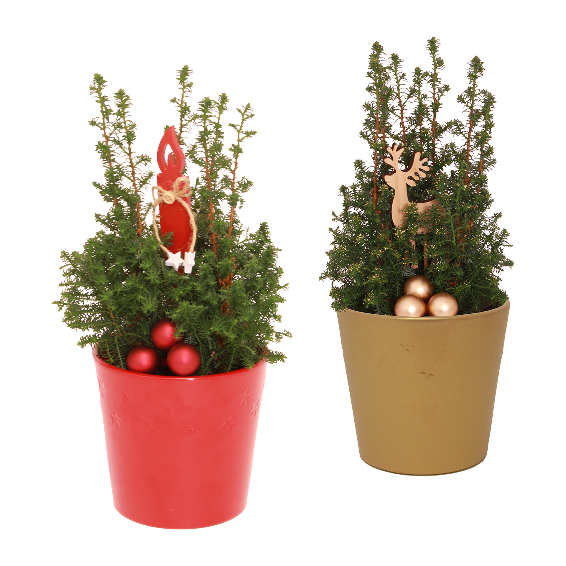 GARDENLINE Chamaecyparis