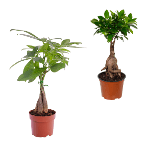 Ficus Ginseng / Pachira