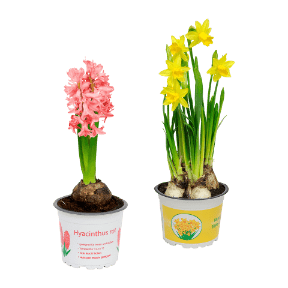 Hyazinthen / Narzissen