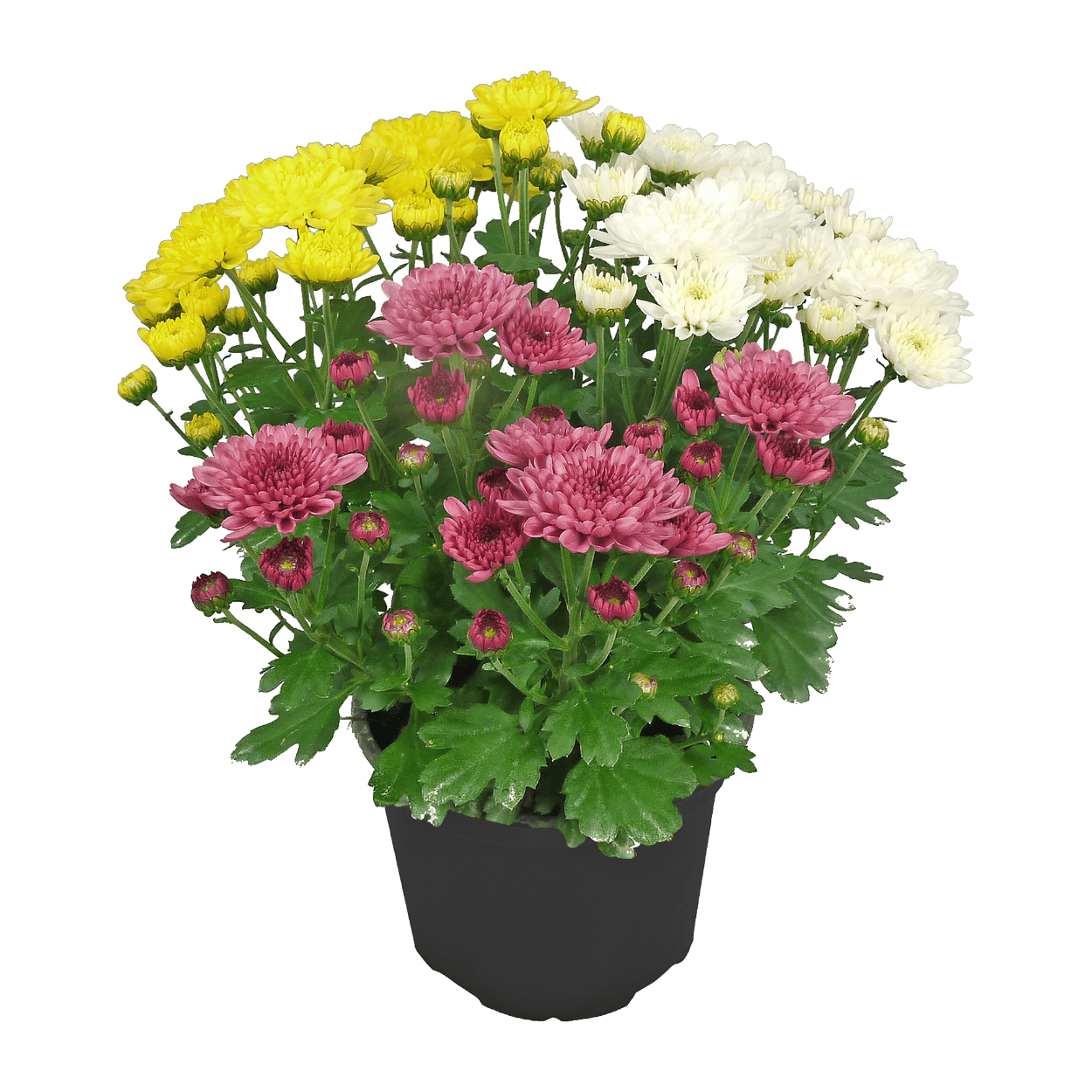 GARDENLINE Chrysanthemen / -Trio günstig bei ALDI Nord GARDENLINE Chrysanthemen / -Trio günstig bei ALDI Nord