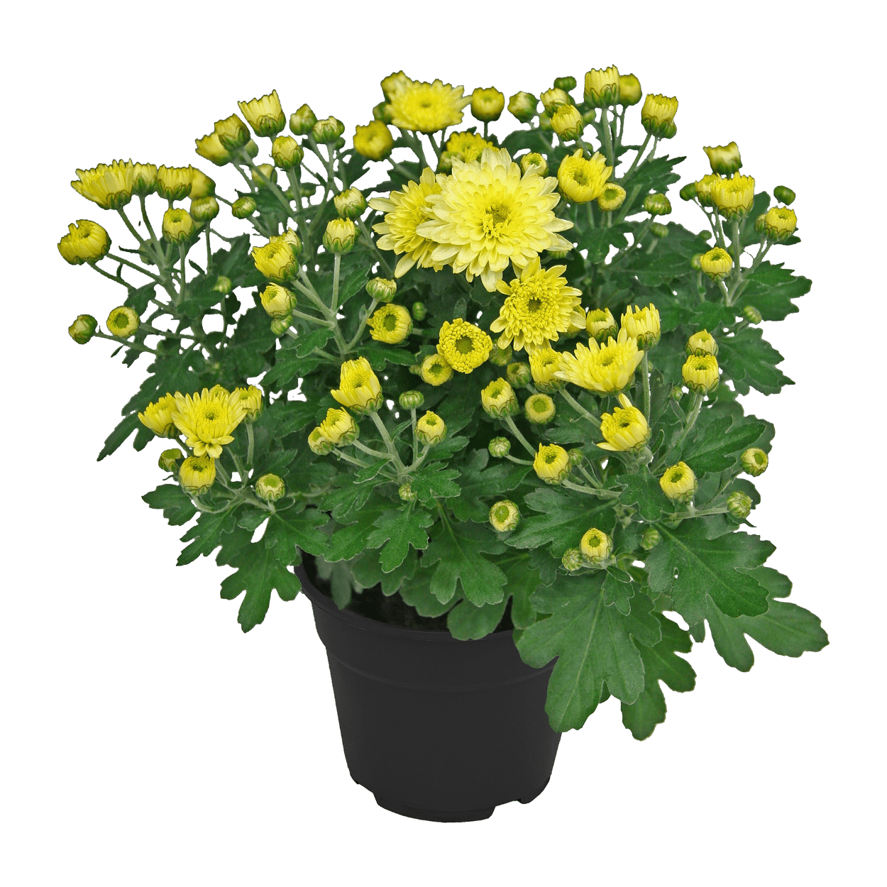 GARDENLINE Chrysanthemen / -Trio günstig bei ALDI Nord GARDENLINE Chrysanthemen / -Trio günstig bei ALDI Nord