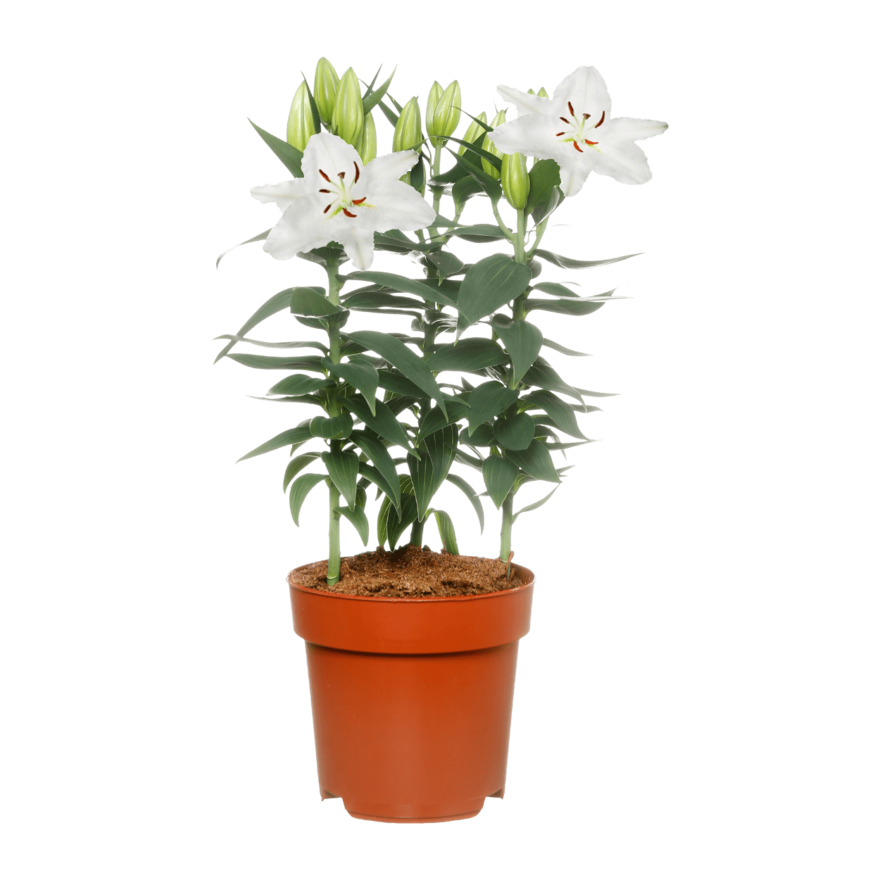 GARDENLINE Orientalische Lilie günstig bei ALDI Nord GARDENLINE Orientalische Lilie günstig bei ALDI Nord