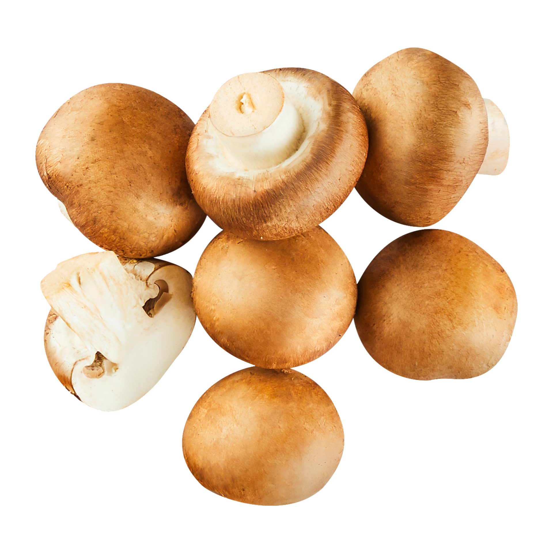 Große Kulturchampignons braun