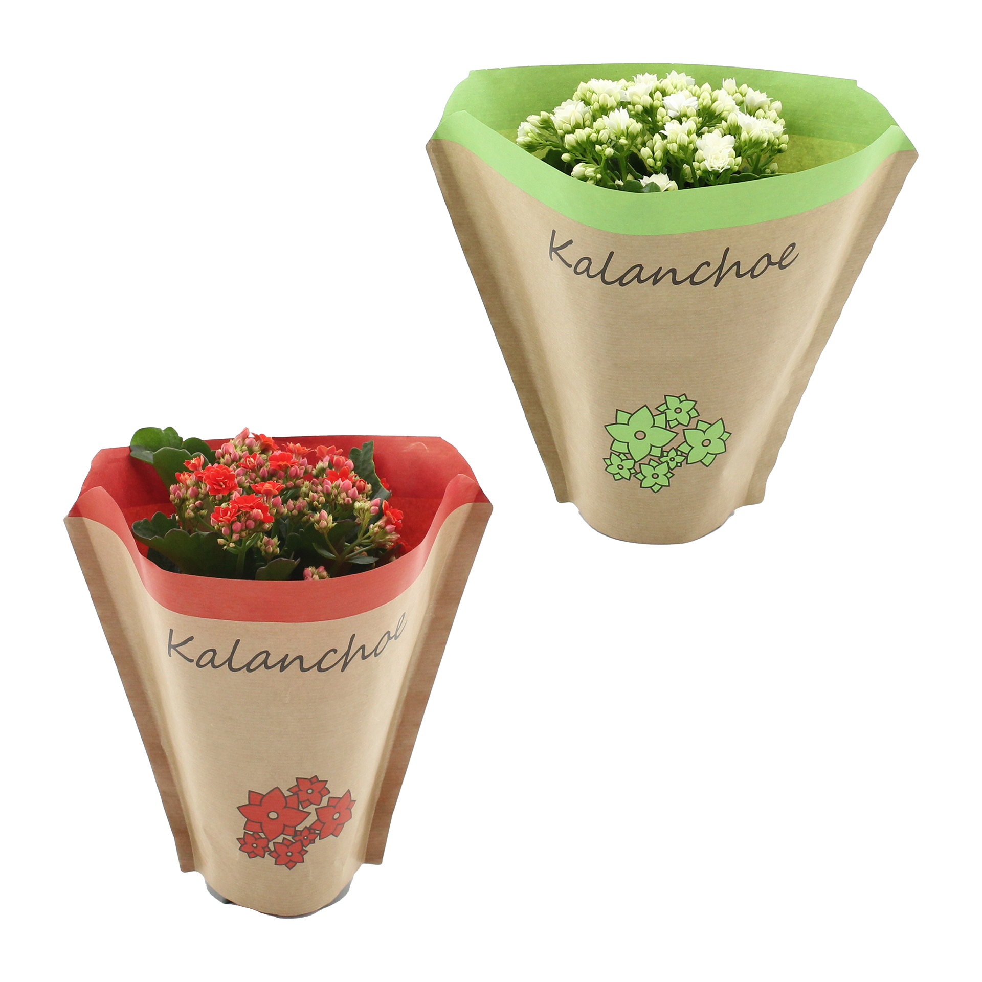 GARDENLINE Kalanchoe