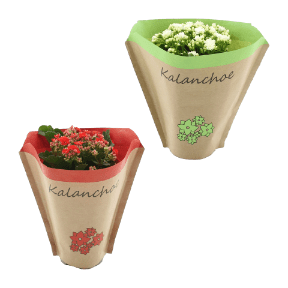 Kalanchoe