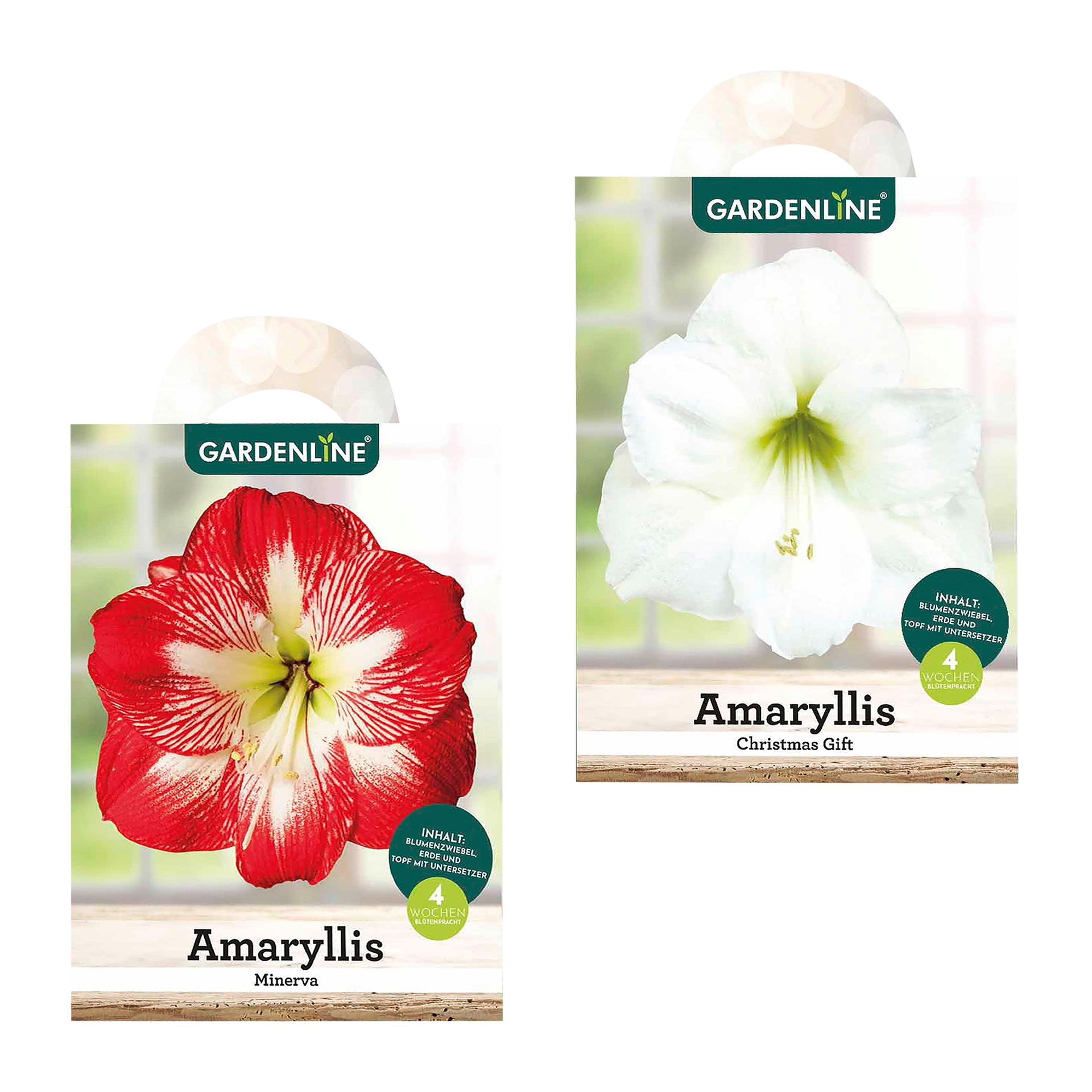 GARDENLINE Amaryllis im Karton