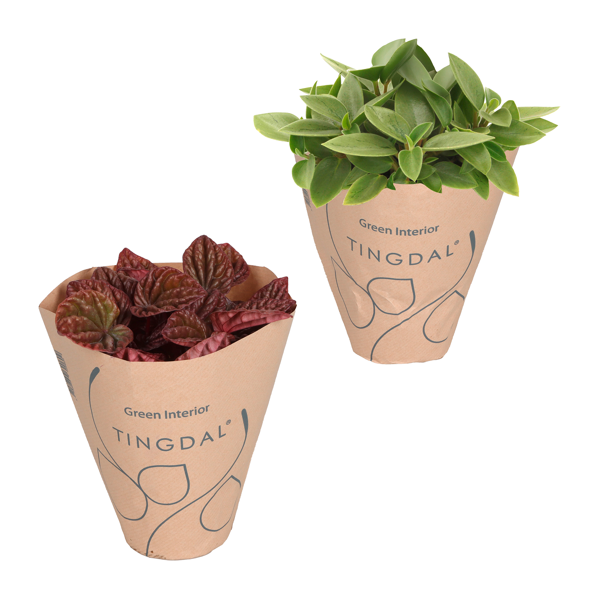 GARDENLINE Peperomia-Mix