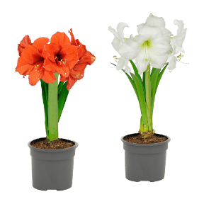 Amaryllis im Topf