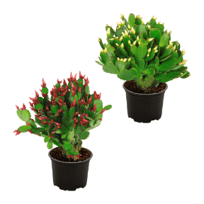 Weihnachtskaktus (Schlumbergera)