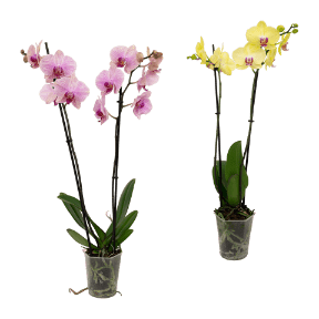 Phalaenopsis