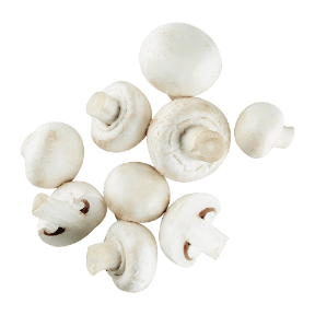 Feine Champignons weiß