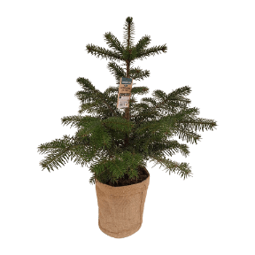 Nordmanntanne im Topf