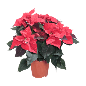 Weihnachtssternbusch