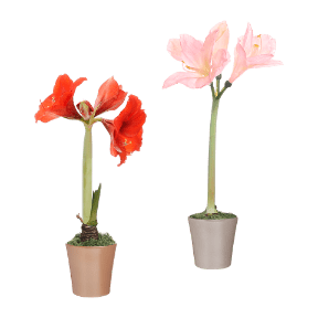 Amaryllis in Keramik