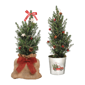 Große Zuckerhutfichte