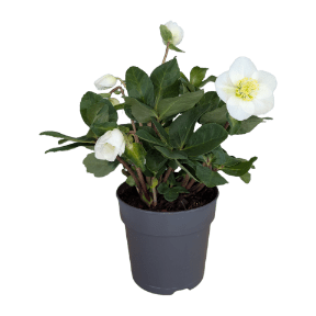 Christrose (Helleborus)