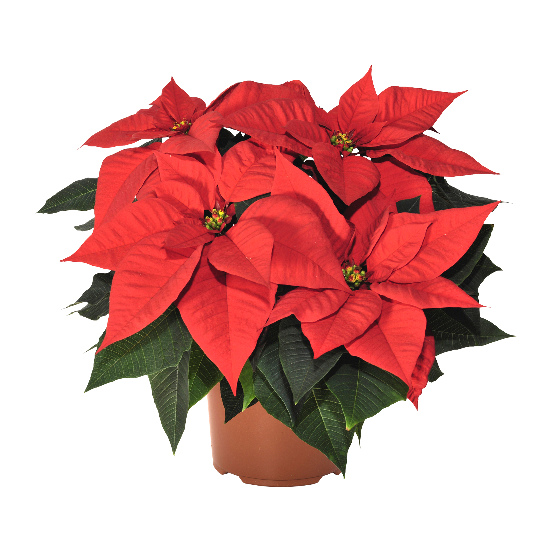 GARDENLINE Weihnachtsstern