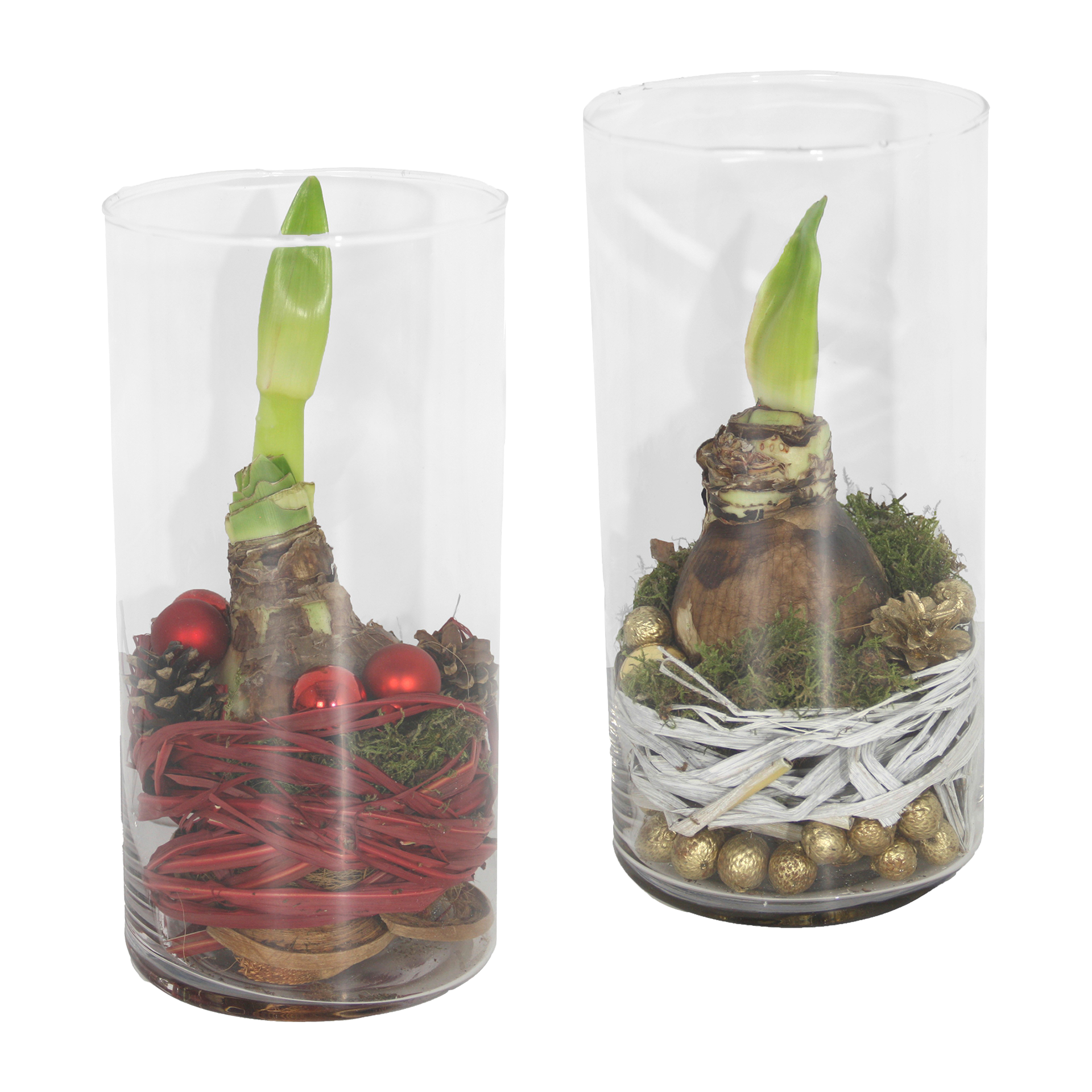 GARDENLINE Amaryllis im Zylinderglas