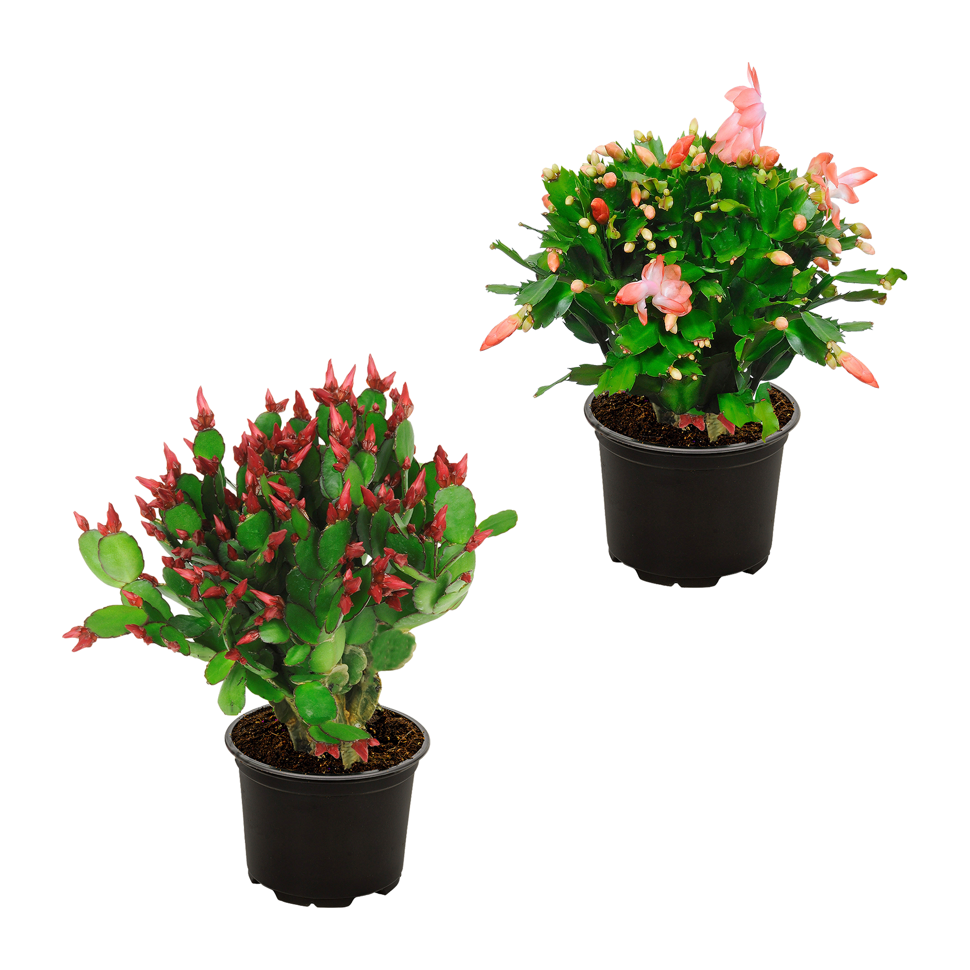 GARDENLINE Weihnachtskaktus (Schlumbergera)