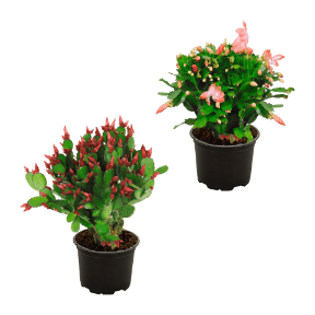 Weihnachtskaktus (Schlumbergera)