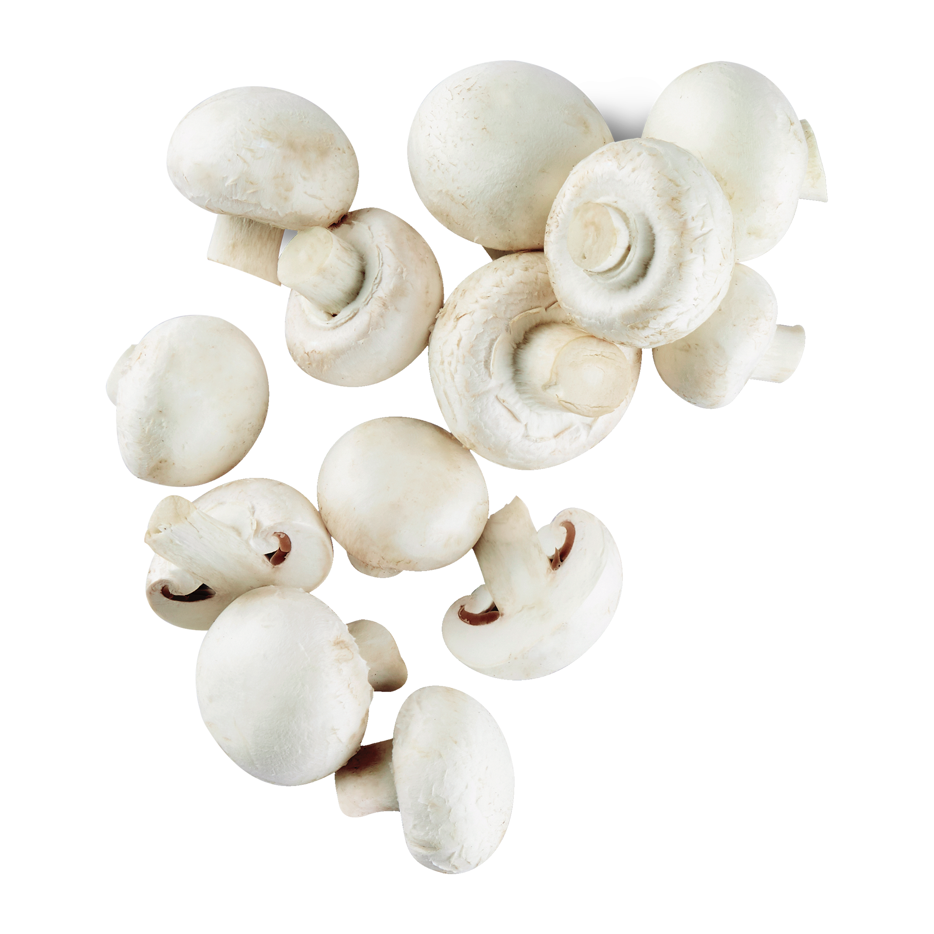 Feine Champignons weiß