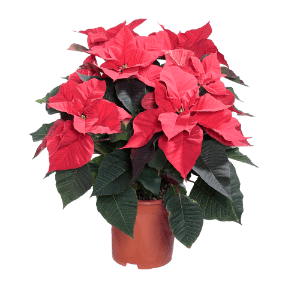 Weihnachtssternbusch