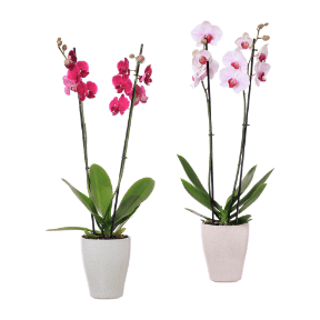Phalaenopsis