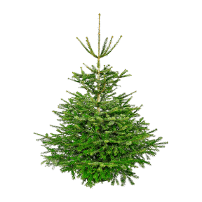 Große Nordmanntanne