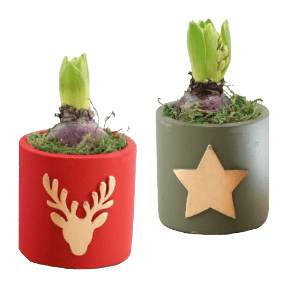 Hyazinthe in Weihnachtskeramik