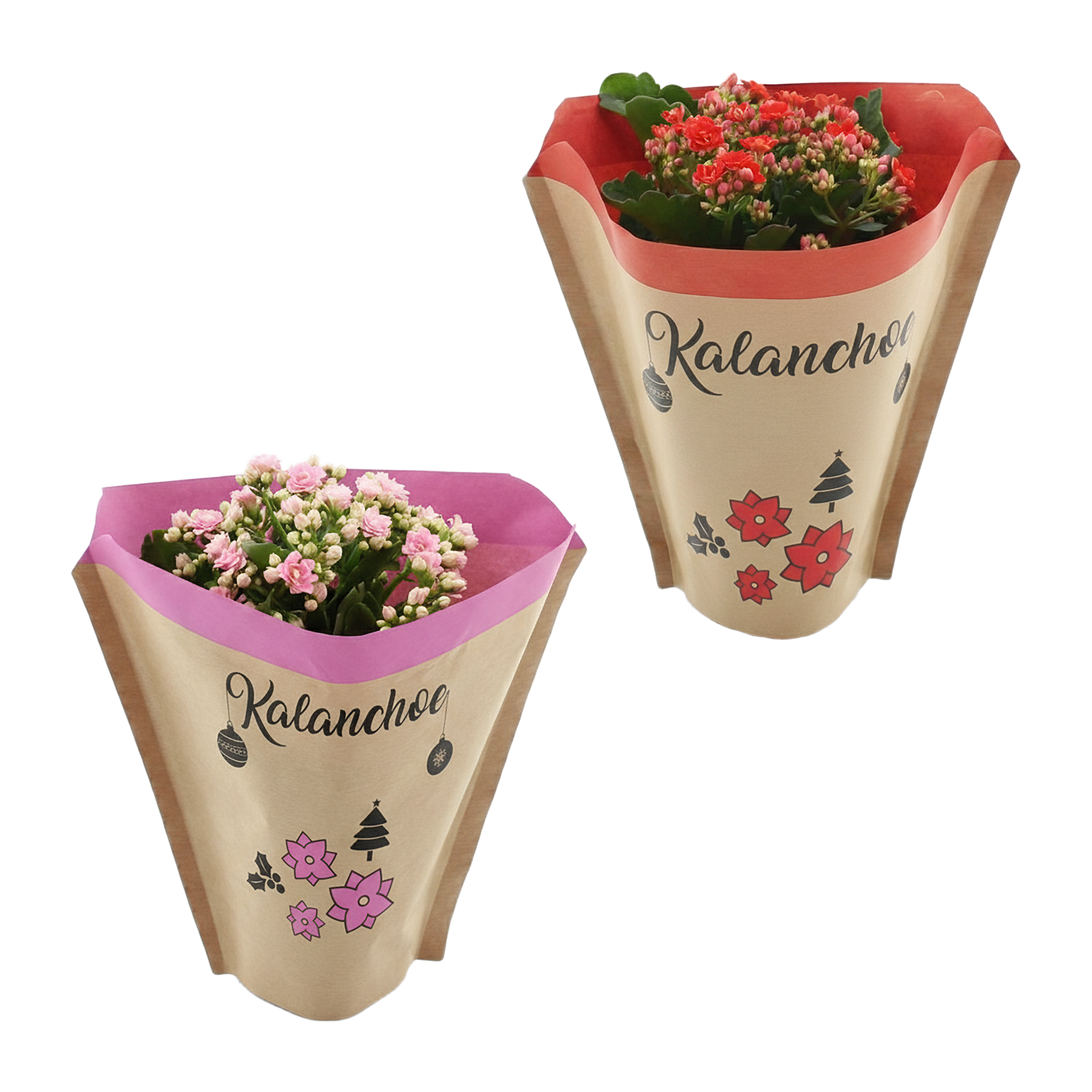 GARDENLINE Kalanchoe