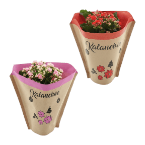 Kalanchoe