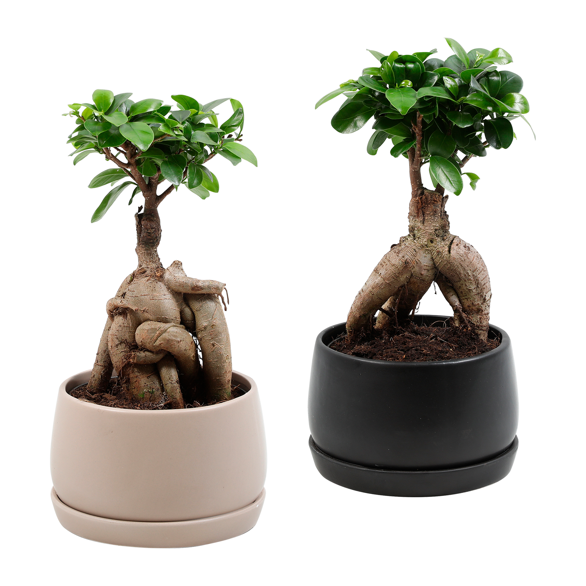 GARDENLINE Bonsai-Ginseng