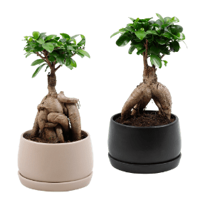 Bonsai-Ginseng