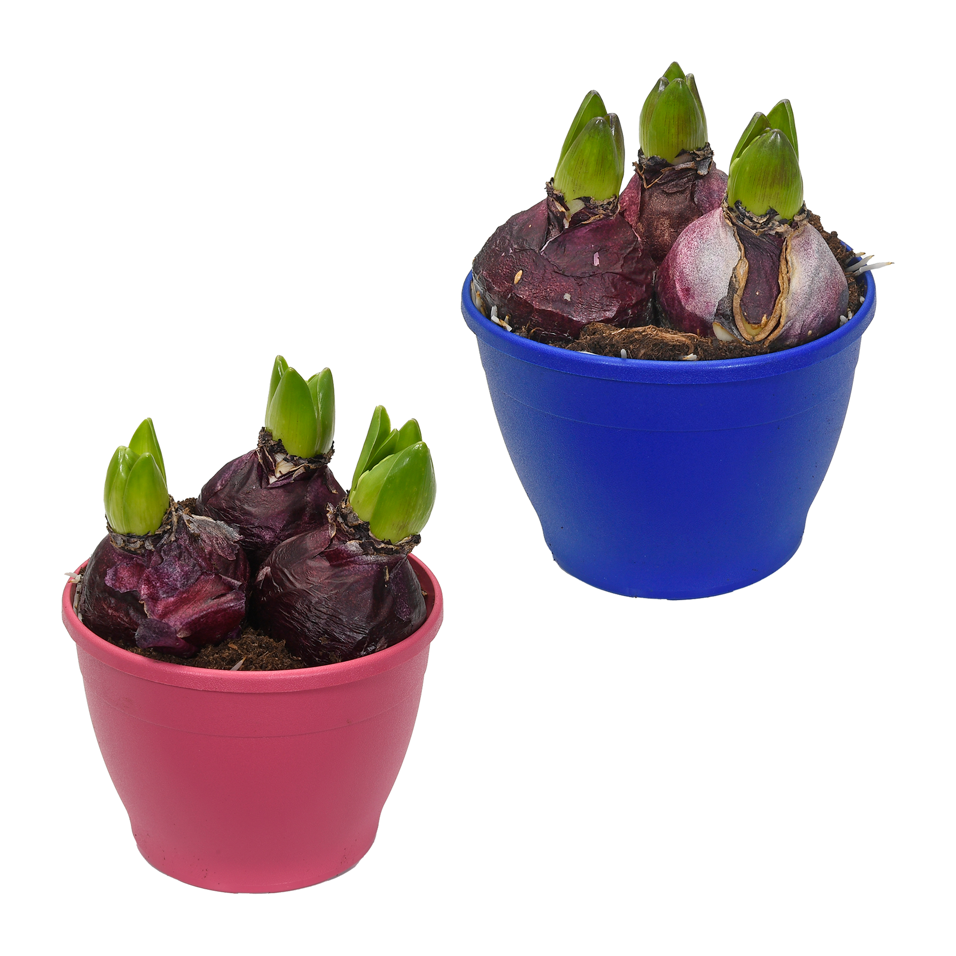 GARDENLINE Hyazinthen