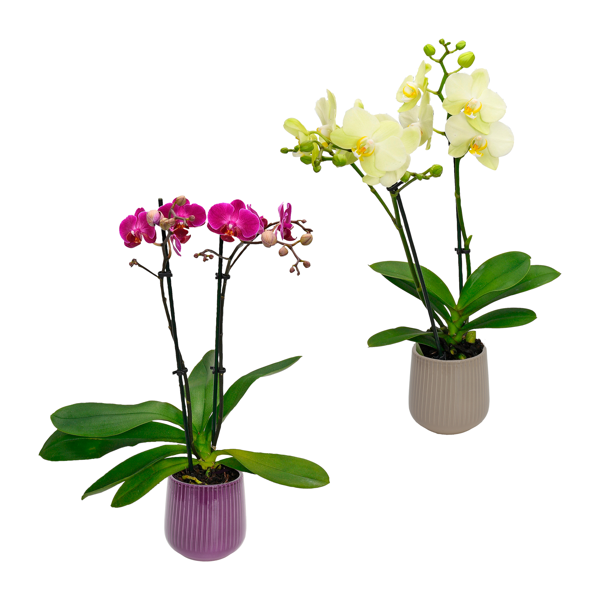 GARDENLINE Phalaenopsis
