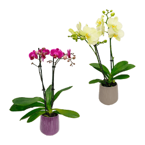 Phalaenopsis