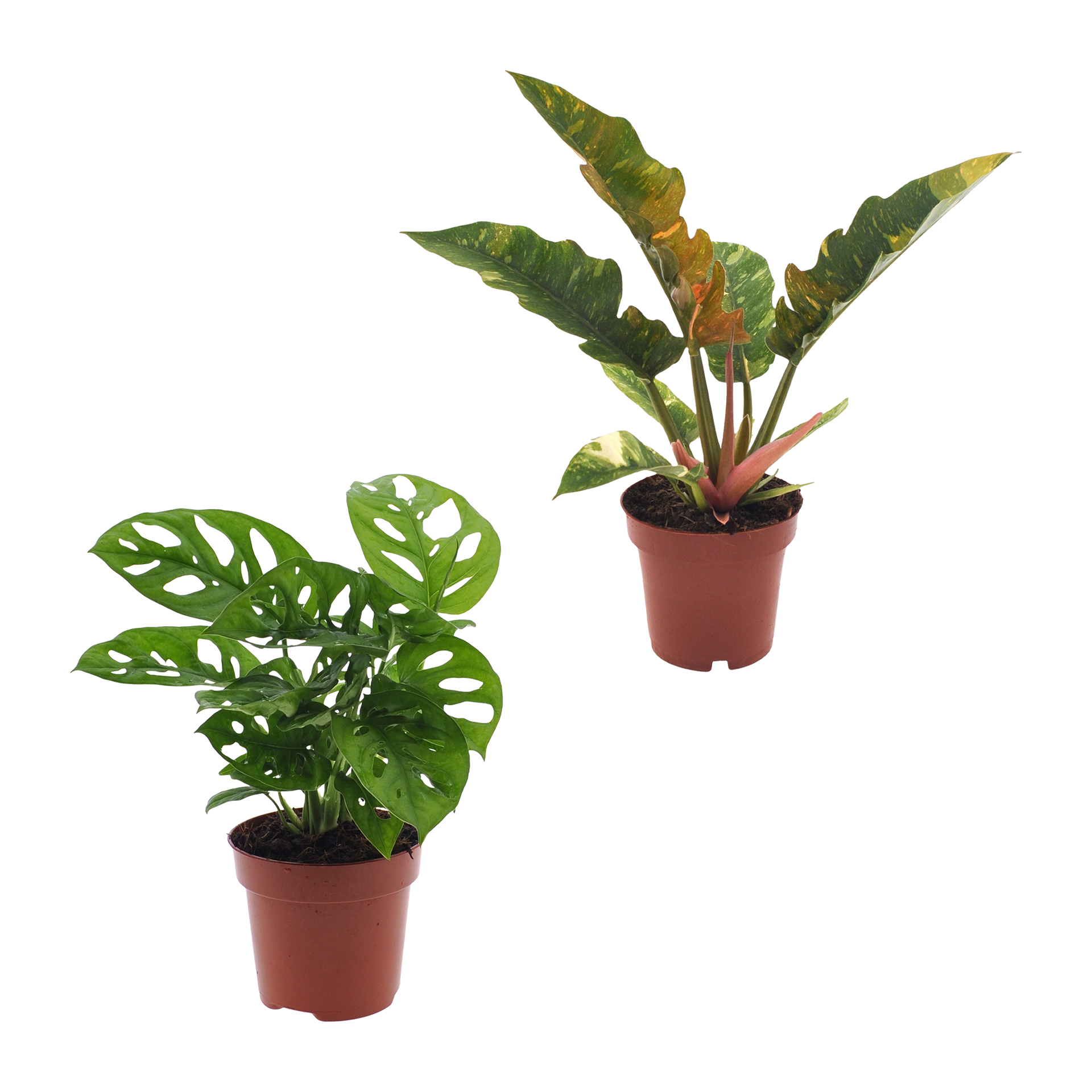 GARDENLINE Grünpflanze