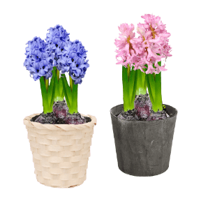 Hyazinthen / Narzissen