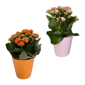 Kalanchoe