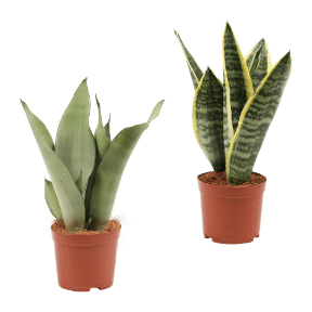 Sansevieria