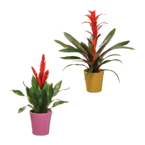 Guzmania / Vriesea