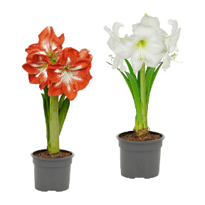 Amaryllis im Topf