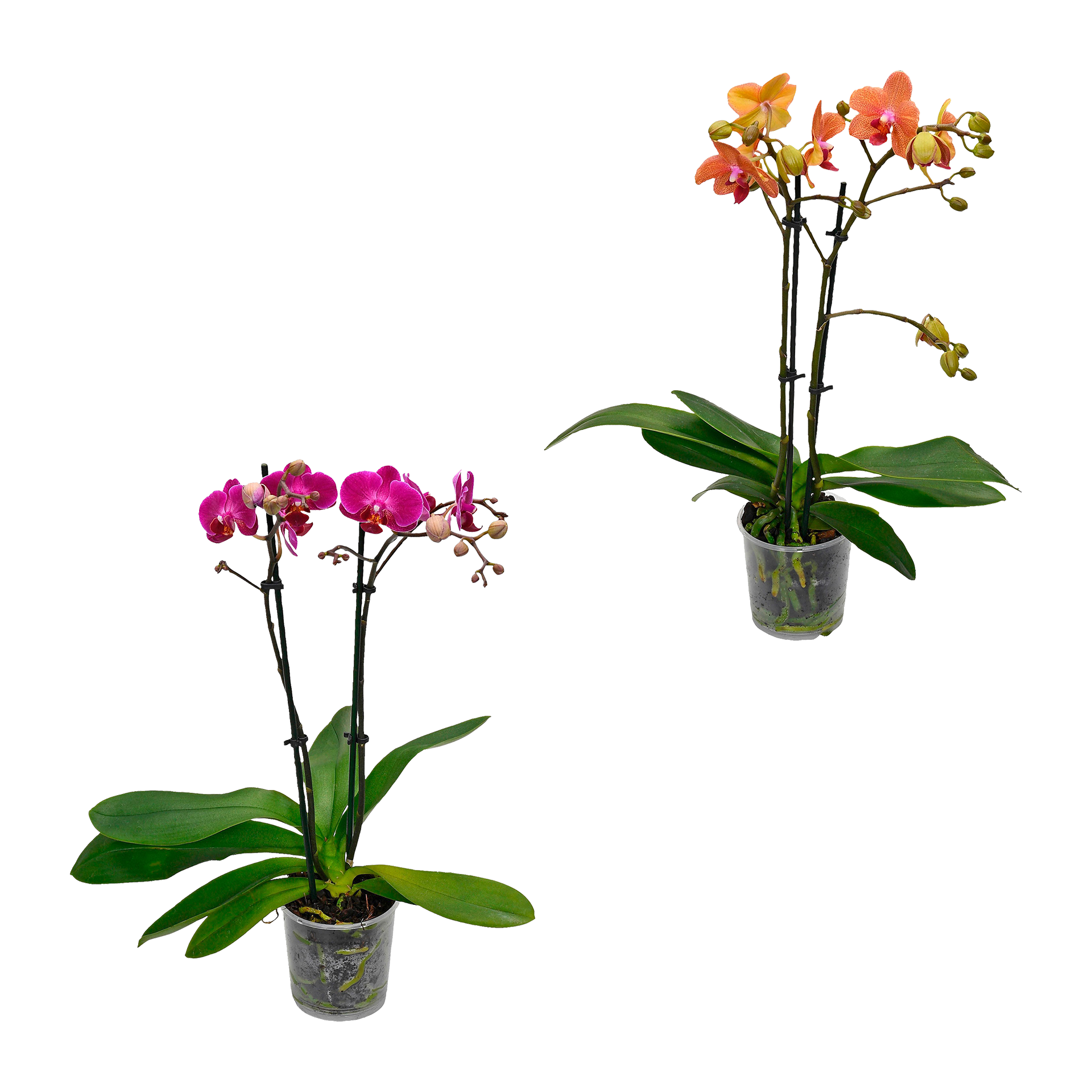 GARDENLINE Phalaenopsis