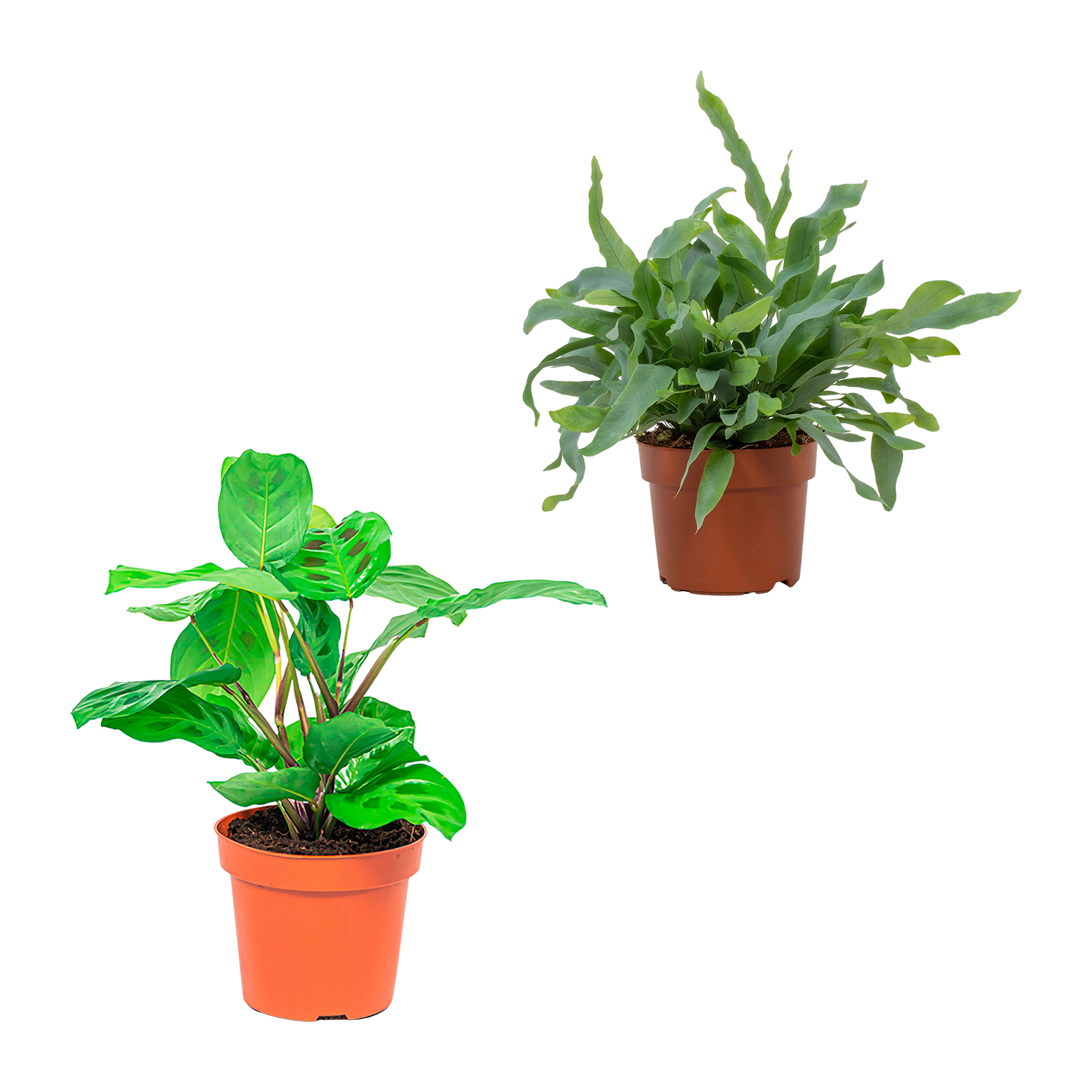 GARDENLINE Premium-Grünpflanze