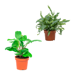 Premium-Grünpflanze